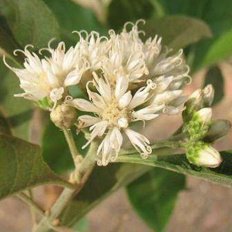 10 Vernonia colorata Seeds - Indigenous South African Shrubs To Buy From South Africa
