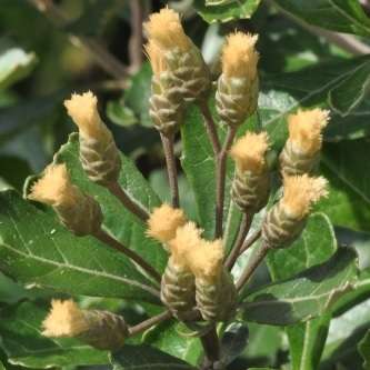 10 Vernonia tigna Seeds - Indigenous South African Shrubs To Buy From South Africa