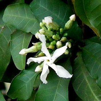 10 Tabernaemontana ventricosa  Seeds - Forest Toad Tree - Indigenous Tree Edible Fruit