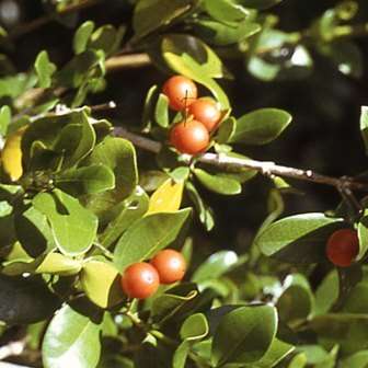 10 Strychnos henningsii Tree Seeds - South African Indigenous Tree - Worldwide Delivery