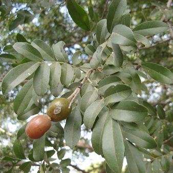 10 Xanthocercis zambesiaca Seeds - Nyala Tree - Indigenous Endemic Evergreen Edible Fruit Tree