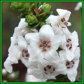 Epacris microphylla - Coast Coral Heath - 10 Seed Pack - Exotic Shrub - New
