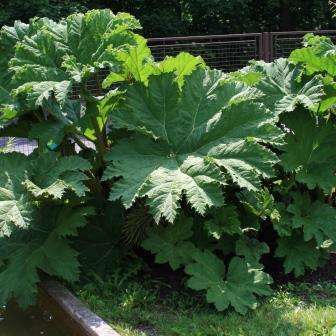 3 Gunnera tinctoria Seeds - Giant Rhubarb - Shrub - Edible Plant - Buy Seeds from Africa