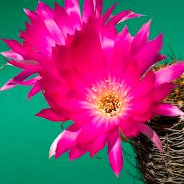 5 Echinopsis backebergii subsp. wrightiana Seeds - Succulent Cactus