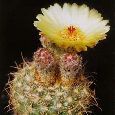 10 Notocactus concinnus var. eremiticus Seeds - Succulent Cactus + FREE Seeds