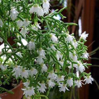 Rhipsalis cereuscula Seeds - Mistletoe Cactus - Succulent Cactus + FREE Seeds
