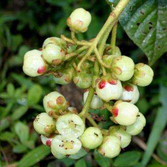3 Saurauia Berry Tree Seeds - Saurauia madrensis - Edible Fruit