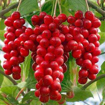 Five Flavored Berry Seeds - Schisandra chinensis - Edible Fruit - Vine