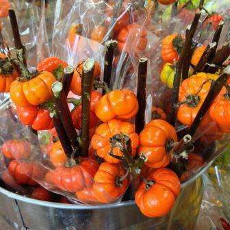 Pumpkin on a Stick Seeds - Solanum integrifolium Seeds - Heirloom