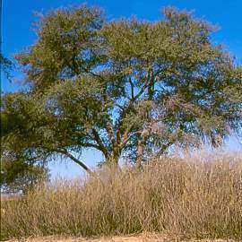 10 Acacia erioloba Seeds - Kalahari Camel Thorn; Kameeldoring Tree Seeds - Hardy Indigenous