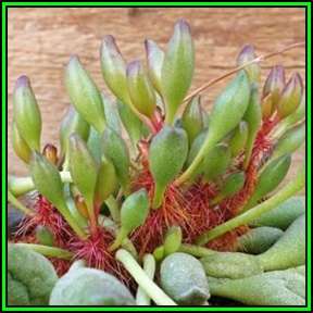 Adromischus cristatus var. clavifolius - 10 Seed Pack - Indigenous Succulent - NEW