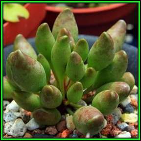 Adromischus cristatus var. clavifolius Seeds - Indigenous Succulent - NEW