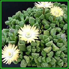 Aloinopsis luckhoffii - 10 Seed Pack Indigenous Succulent Mesemb - Worldwide Shipping, NEW