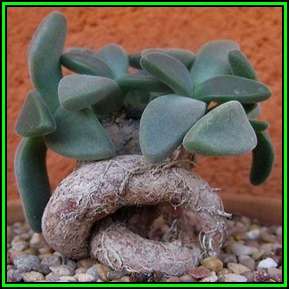 Aloinopsis peersii Seeds - Indigenous Succulent Mesemb - Worldwide Shipping, NEW