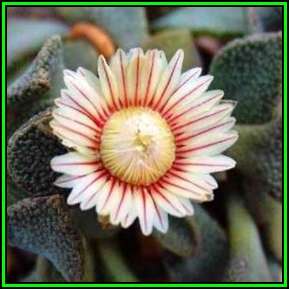 Aloinopsis rosulata Seeds - Indigenous Succulent Mesemb - Worldwide Shipping, NEW