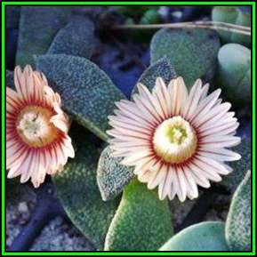 Aloinopsis rubrolineata Seeds -  Indigenous Succulent Mesemb - Worldwide Shipping, NEW