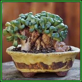 Aloinopsis schooneesii Seeds - Indigenous Succulent Mesemb - Worldwide Shipping, NEW
