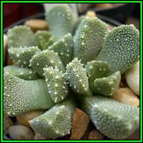 Aloinopsis setifera Seeds - Indigenous Succulent Mesemb - Worldwide Shipping, NEW