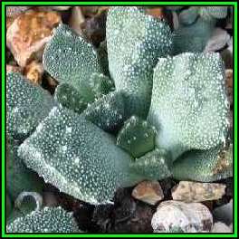 Aloinopsis setifera - 10 Seed Pack Indigenous Succulent Mesemb - Worldwide Shipping, NEW