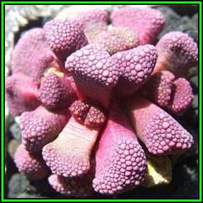 Aloinopsis villetii Seeds - Indigenous Succulent Mesemb - Worldwide Shipping, NEW