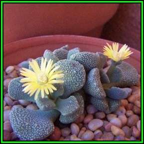 Aloinopsis villetii - 10 Seed Pack - Indigenous Succulent Mesemb - Worldwide Shipping, NEW