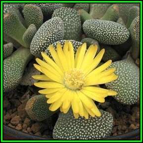 Aloinopsis villetii - 50 Seed Bulk Pack - Indigenous Succulent Mesemb - Worldwide Shipping, NEW