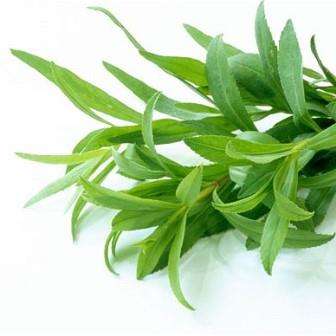 100+ French Tarragon or Dragon's-wort Seeds ~ Artemisia dracunculus Seeds ~ Herbs