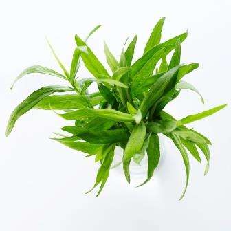 200 Tarragon or Dragon's-wort Seeds ~ Artemisia dracunculus Seeds ~ Herbs