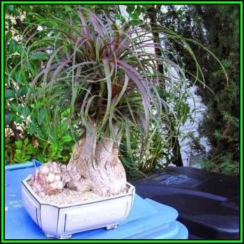 Beaucarnea guatemalensis Seeds - Bonsai Exotic Succulent Caudiciform Tree - NEW