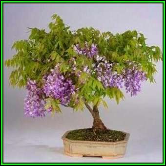 Bolusanthus speciosus - Tree Wisteria Seeds - Indigenous Bonsai +FREE EBook + FREE Seeds, New