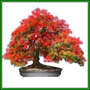 Delonix regia Bonsai Seeds - Royal poinciana, Flamboyant, Flame Tree - Exotic New