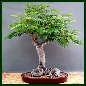 Delonix regia Bonsai Seeds - 20 Seed Pack + 30 FREE Ficus Bonsai Seeds & Bonsai eBook - Exotic New