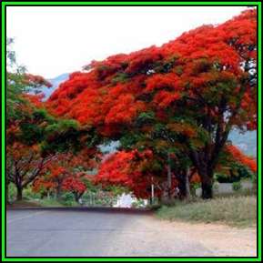 Delonix regia Tree Seeds - Royal poinciana, Flamboyant tree, Flame tree - Exotic New