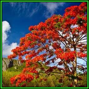 Delonix regia Tree Seeds - 20 Seed Pack + 50 Free Glory Bush Seeds, Exotic Flamboyant Tree - New