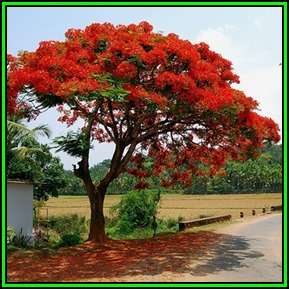 Delonix regia Tree Seeds - 10 Seed Pack + 20 Free Glory Bush Seeds, Exotic Flamboyant Tree - New