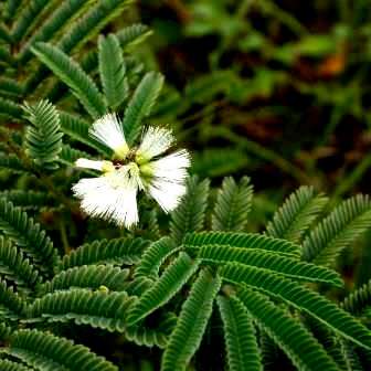 20 Illinois Bundleflower, Prairie Mimosa Seeds - Desmanthus illinoensis - Psychoactive Perennial