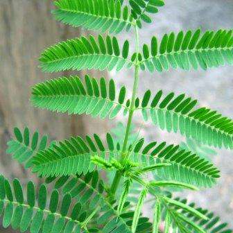 Illinois Bundleflower, Prairie Mimosa Seeds - Desmanthus illinoensis - Psychoactive Perennial