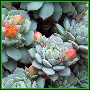 Echeveria derenbergii - 50 Bulk Seed Pack - Exotic Succulent - Insured Combined Global Shipping- NEW