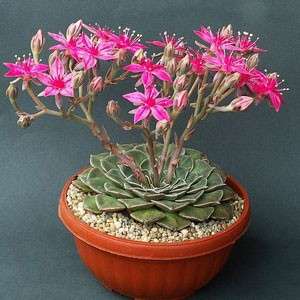 Graptopetalum bellum / Tacitus bellus Seeds - Buy Succulent Seeds From Africa