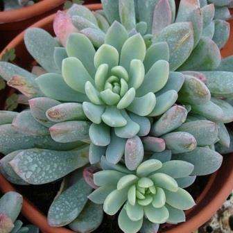 Echeveria amoena Seeds - Buy Succulent Seeds From Africa