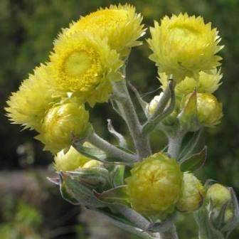 Helichrysum foetidum Seeds - Indigenous Shrub Medicinal Herb Seeds
