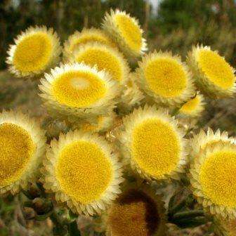 50 Helichrysum foetidum Seeds - Indigenous Shrub Medicinal Herb Seeds