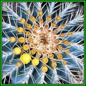 Ferocactus glaucescens - 20 Seed Pack - Blue Barrel Cactus - Exotic Succulent -Verified Seller- NEW