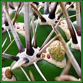 Ferocactus herrerae -20 Seed Pack- Exotic Succulent Cactus -Combined Shipping NEW