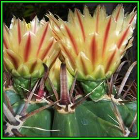 Ferocactus horridus Seeds - Exotic Succulent Cactus -Insured Global Shipping Verified Seller- NEW
