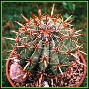 Ferocactus horridus - 100 Bulk Seed Pack- Exotic Succulent Cactus -Verified Seller Insured Ship- NEW