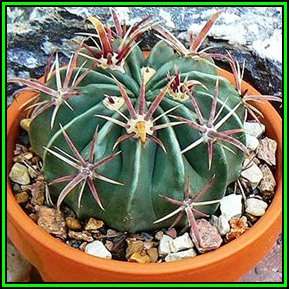 Ferocactus latispinus Seeds - Exotic Succulent Cactus -Verified Seller Insured Global Shipping- NEW