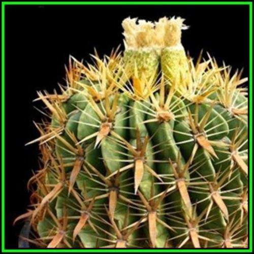 Ferocactus latispinus var. flavispinus -20 Seed Pack- Exotic Succulent Cactus -Combined Shipping NEW