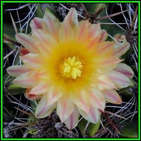 Ferocactus robustus Seeds - Exotic Succulent Cactus -Combined Shipping NEW