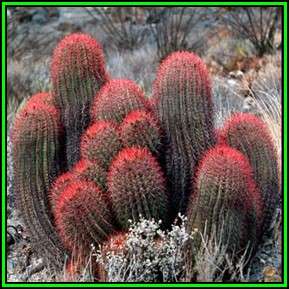 Ferocactus stainessii Seeds - Exotic Succulent Cactus -Combined Shipping NEW